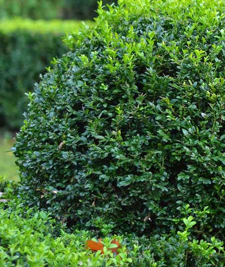 Happy House Construction LLC Residential Shrubs & Hedges